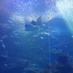 京都水族館の混雑状況やイルカショー、食事レストラン、駐車場の混み具合